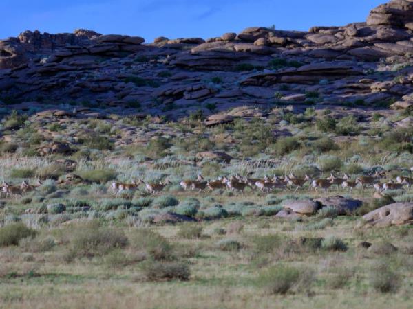 Mongolia wildlife holiday