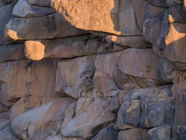 Mongolia wildlife holiday