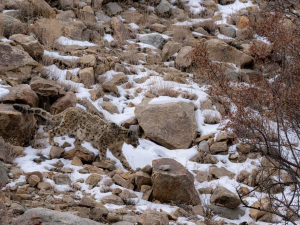 Mongolia Snow Leopard tracking holiday