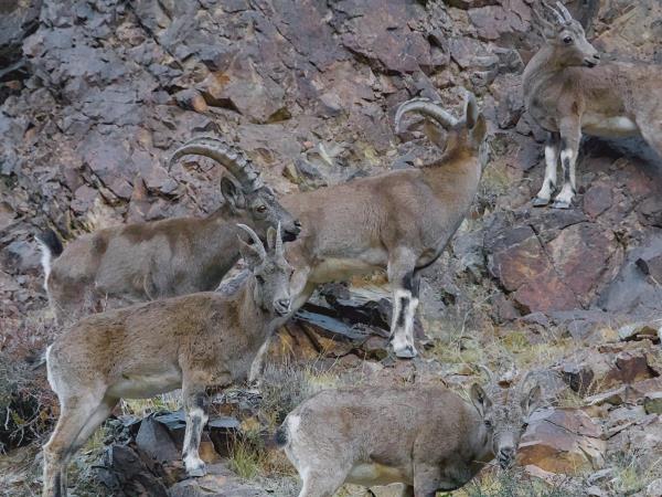 Mongolia Snow Leopard tracking holiday