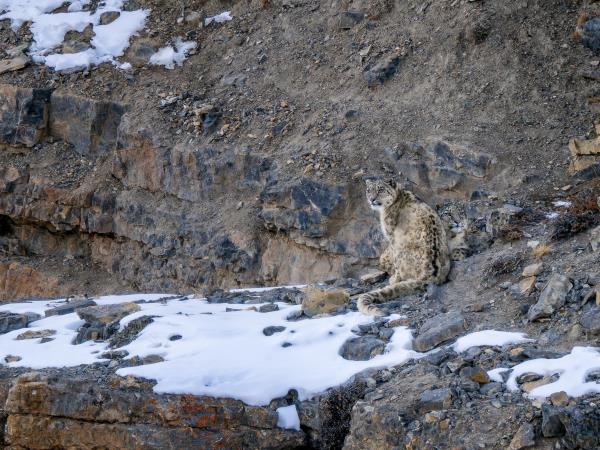 Mongolia Snow Leopard tracking holiday