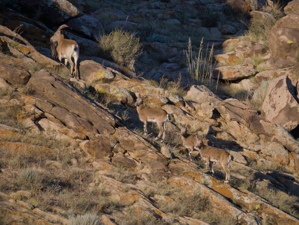 Mongolia Snow Leopard tracking holiday
