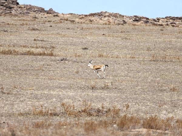 Mongolia Snow Leopard tracking holiday