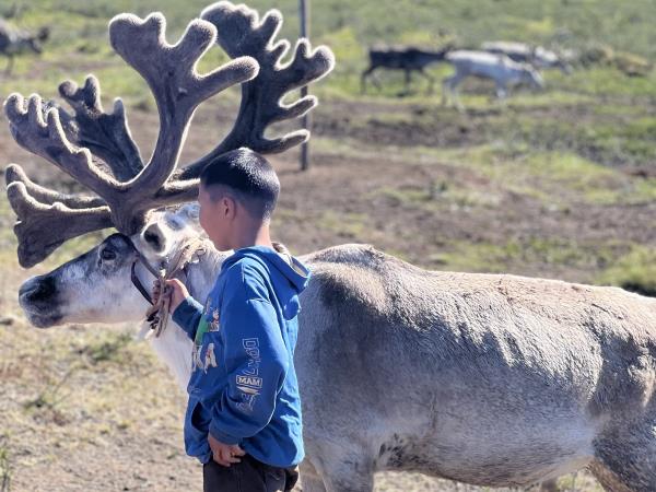 Tsaatan reindeer herding holiday, Mongolia