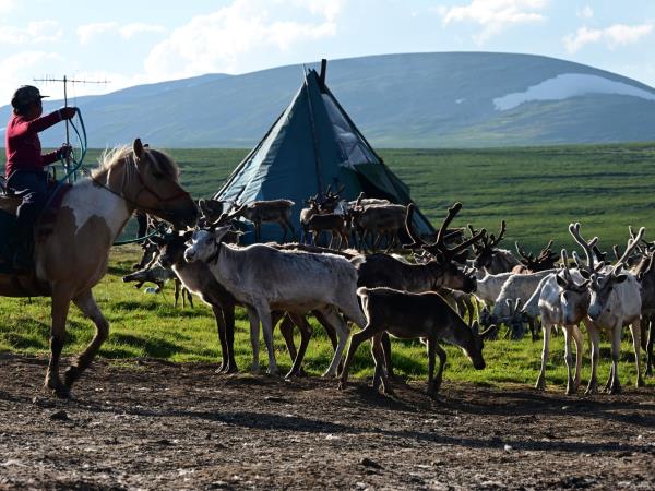 Tsaatan reindeer herding holiday, Mongolia