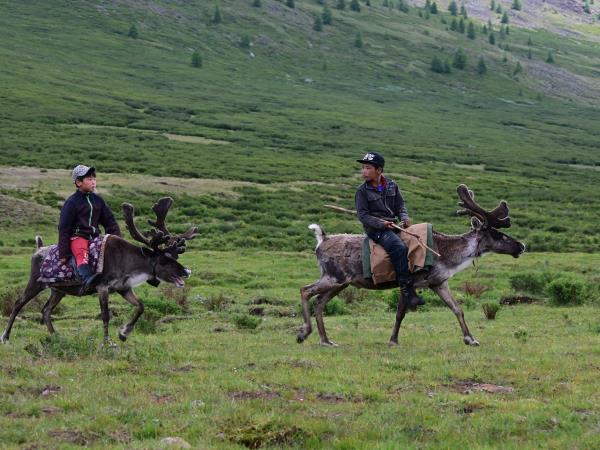 Tsaatan reindeer herding holiday, Mongolia