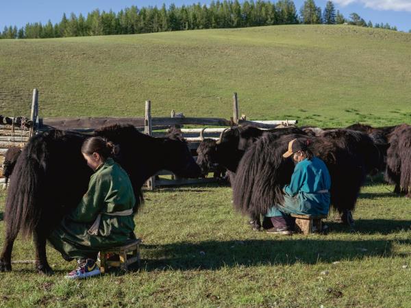 Tsaatan reindeer herding holiday, Mongolia