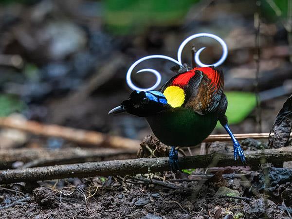 Indonesia cruise, Raja Ampat & Spice Islands