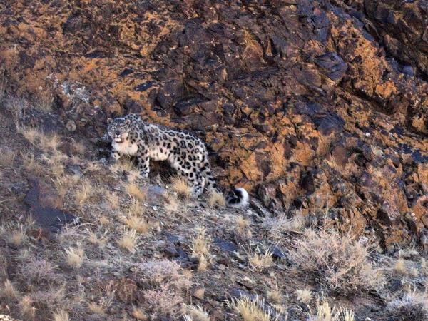 Mongolia Snow Leopard tracking holiday