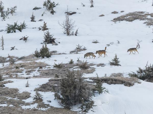 Winter wolf tracking in Italy holiday