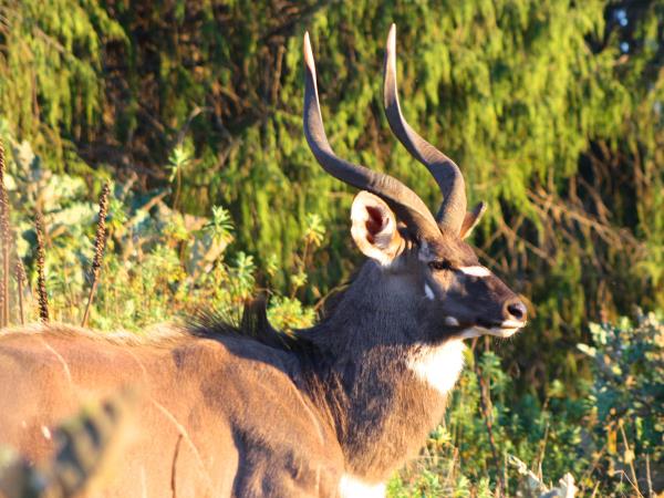 Ethiopia walking and wildlife holiday