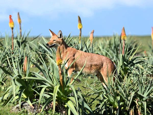 Ethiopia walking and wildlife holiday