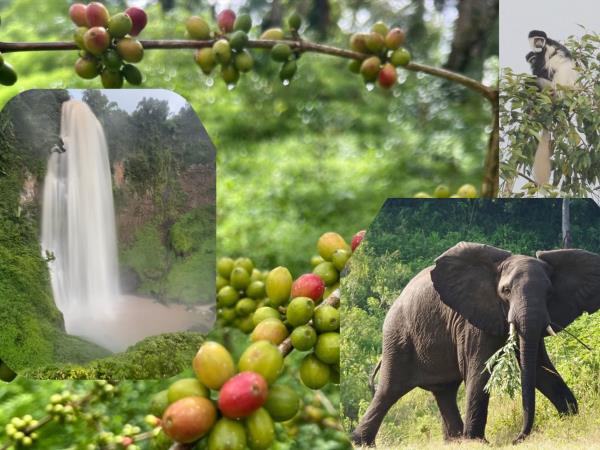 Ethiopia coffee and wildlife tour