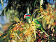 Musk Lorikeet, South Australia. Photo by South Australia Tourist Board