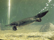 Platypus, South Australia. Photo by South Australia Tourist Board