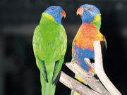 Rainbow Lorikeets, South Australia. Photo by South Australia Tourist Board