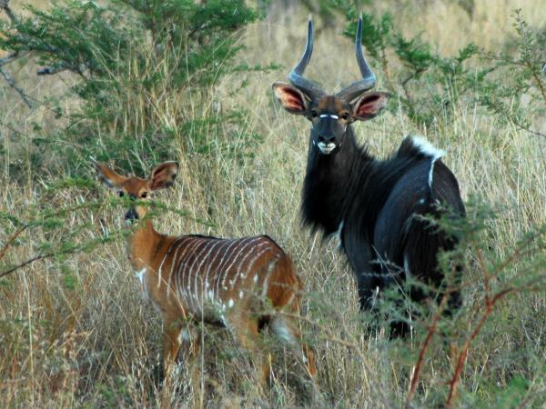 Eswatini (Swaziland) holidays. Safaris & holidays in Eswatini in 2023