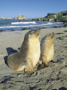 Sealions at Seal Bay, South Australia. Photo by South Australia.