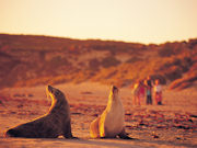 Sea lions on Kangaroo Island, South Australia. Photo by South Australia Tourist Board