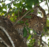Wildlife in Sri Lanka
