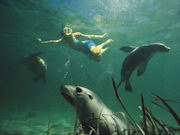 Swimming with sealions, South Australia. Photo by South Australia Tourist Board