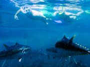 Southern bluefin tuna, South Australia. Photo by South Australia Tourist Board