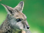Tammar Wallaby, South Australia. Photo by South Australia Tourist Board
