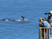 Whale watching, South Australia. Photo by South Australia Tourist Board