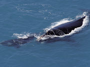 Whale and calf, South Australia. Photo by South Australia Tourist Board