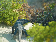 Lizard, South Australia. Photo by South Australia Tourist Board