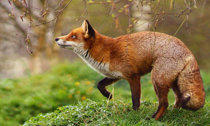 Wildlife holidays in England. Helping Dreamers Do Wildlife holidays in England. Helping Dreamers Do