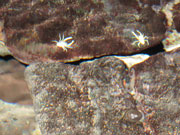 Albino crabs, Lanzarote. Photo by Nick Haslam