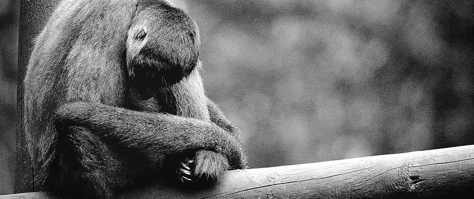 Animal welfare issues in tourism | Responsible Travel Animal welfare issues in tourism | Responsible Travel