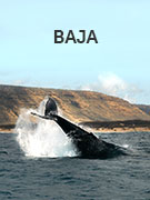 Baja