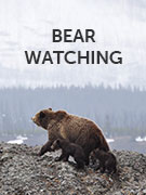 Bear watching holidays Bear watching holidays