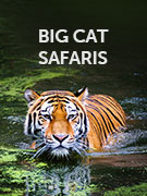 Big cat safari holidays Big cat safari holidays