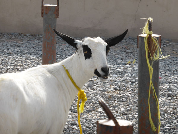 Goat at the Oman market