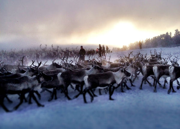 Gathering reindeer in Roros