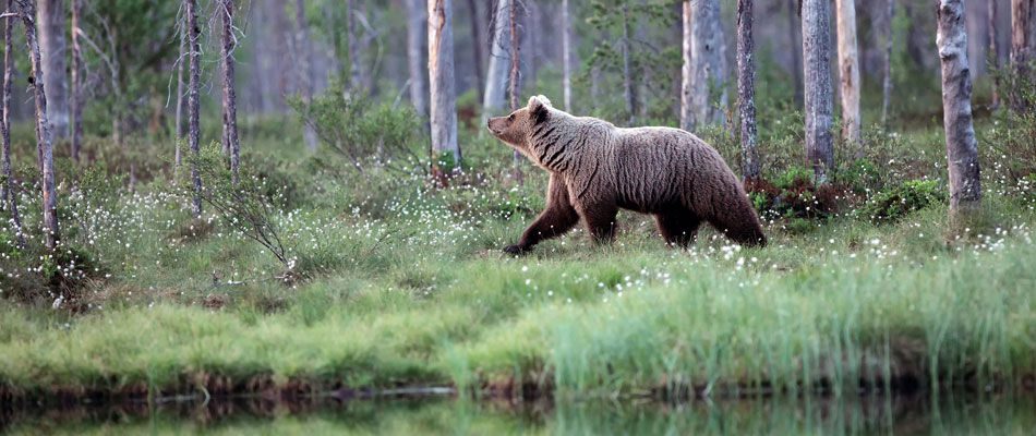 Bear in Finland