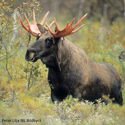 Moose