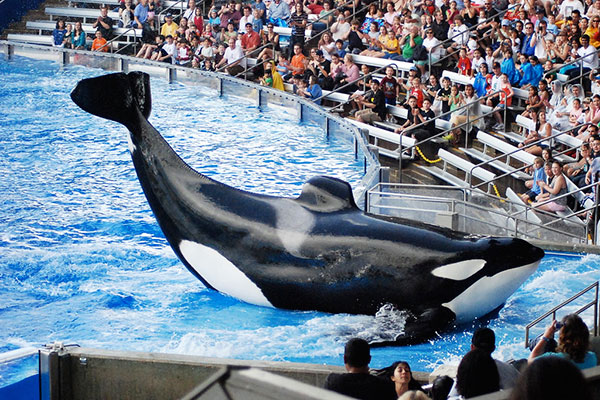 Orca show at Seaworld