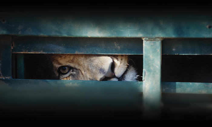 Lion in captivity