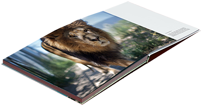 Bob Books - lion double spread
