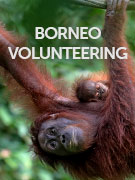 Borneo Volunteering travel guide