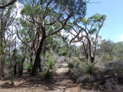 Surrounding bush land at Yelverton Brook, Western Australia. Photo by Richard Madden