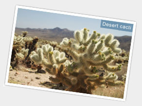 Desert cacti