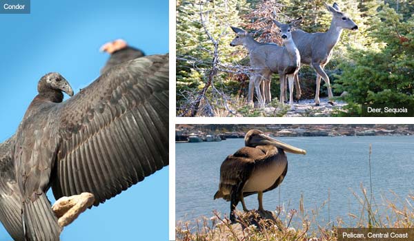 Condor, Deer and Pelican