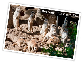 Meerkats at San Diego Zoo