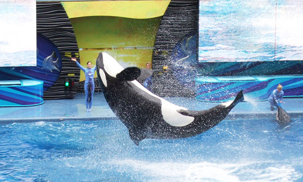 Campaigning For Whales In Captivity Helping Dreamers Do