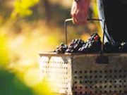 Grapes, South Australia. Photo by South Australia Tourist Board